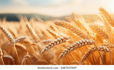 赛狗文化的兴起：探讨其在现代社会中的影响