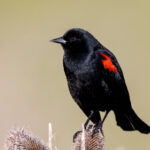 《武林笼中对》现场直播:热血格斗巅峰对决 dms5uycx